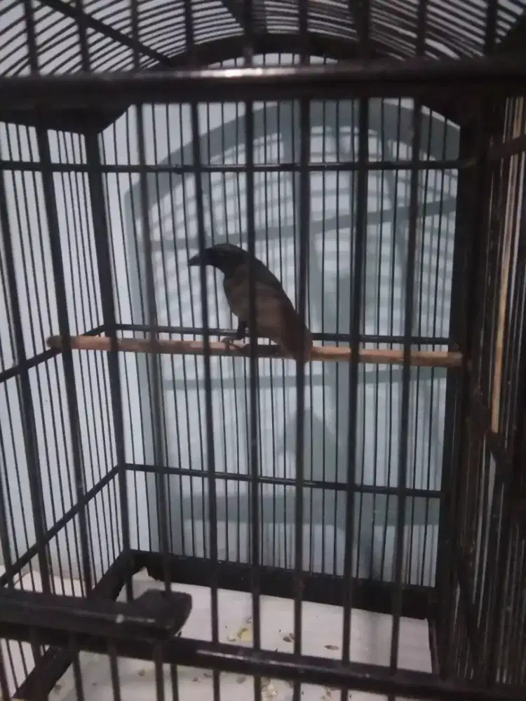 Jual burung murai papua