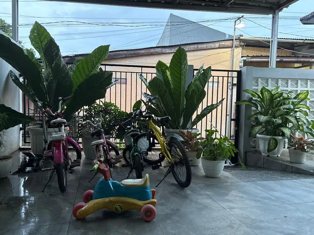 D jual Antorium bagus