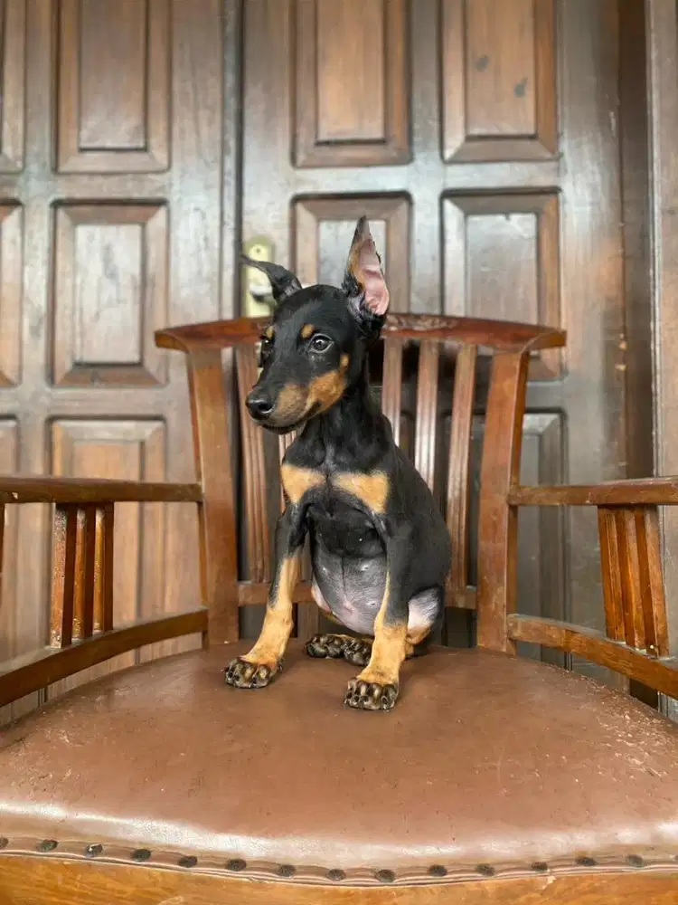 Doberman betina non stb TERMURAH