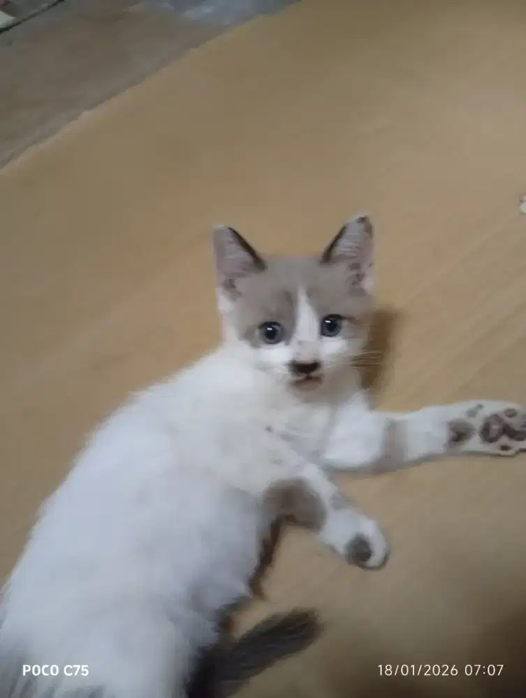 Open adop kucing persia mix domestik