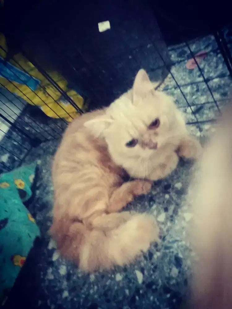 Lepas adopt kucing munckhin