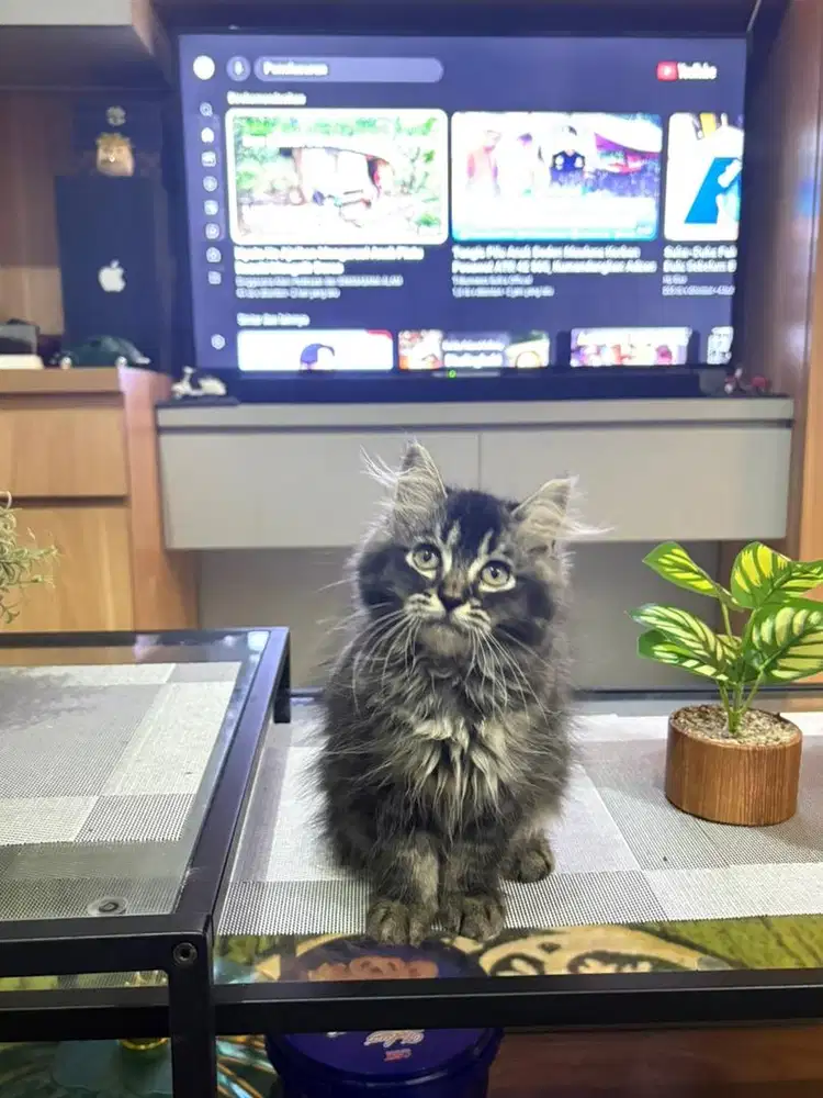 Mix mc X medium betina 2,5bln