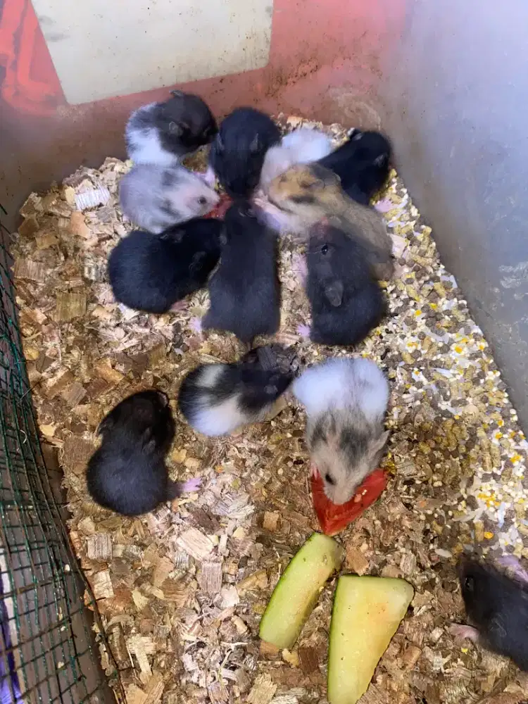 Hamster Syrian Alalak