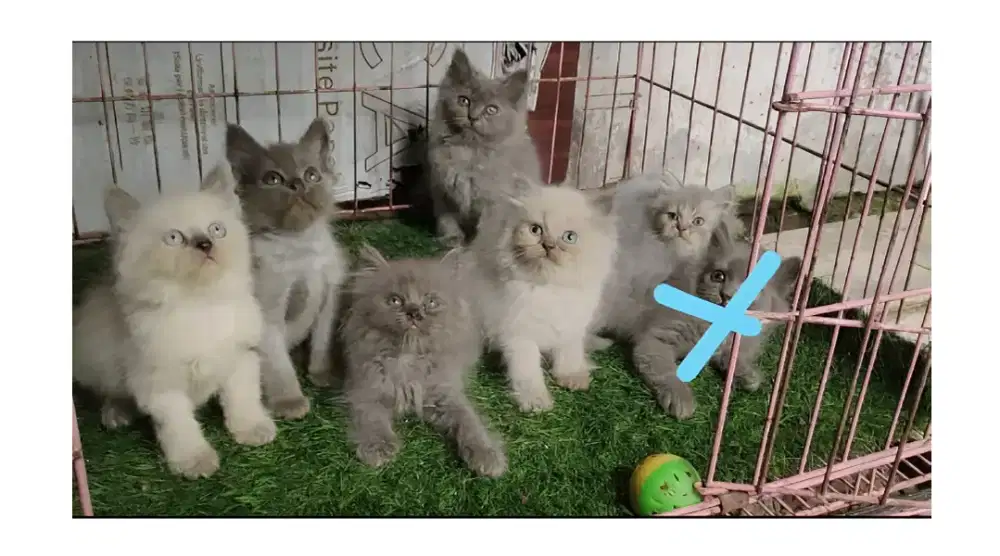 Kucing kitten persia 6 ekor / anggora / himalaya / peaknose / flatnose