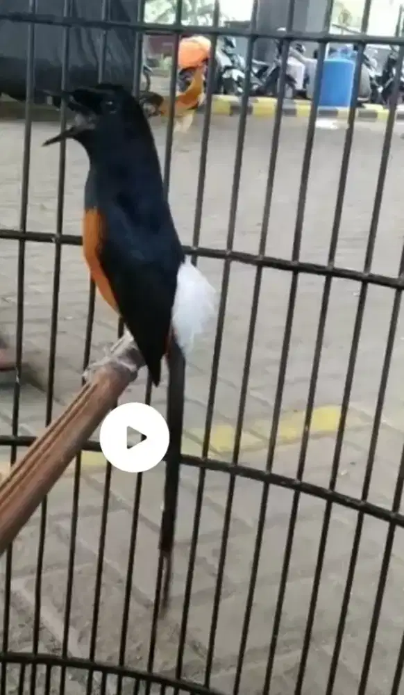 Murai batu prestasi Maen power full kuat 4 sesi