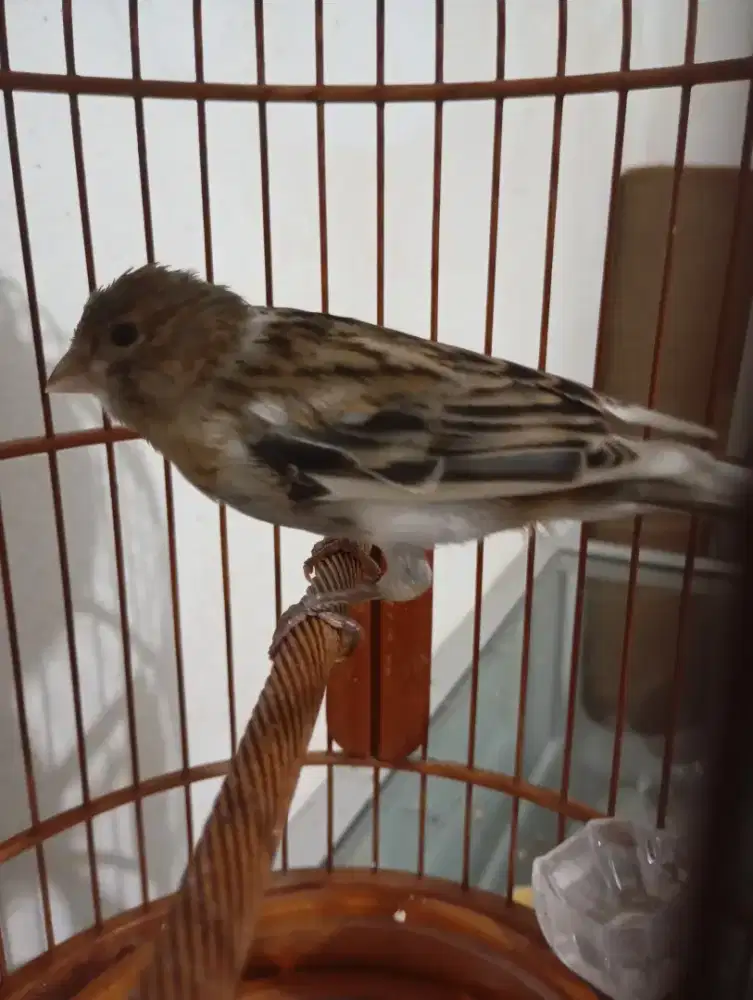 kenari loper bon abu putih