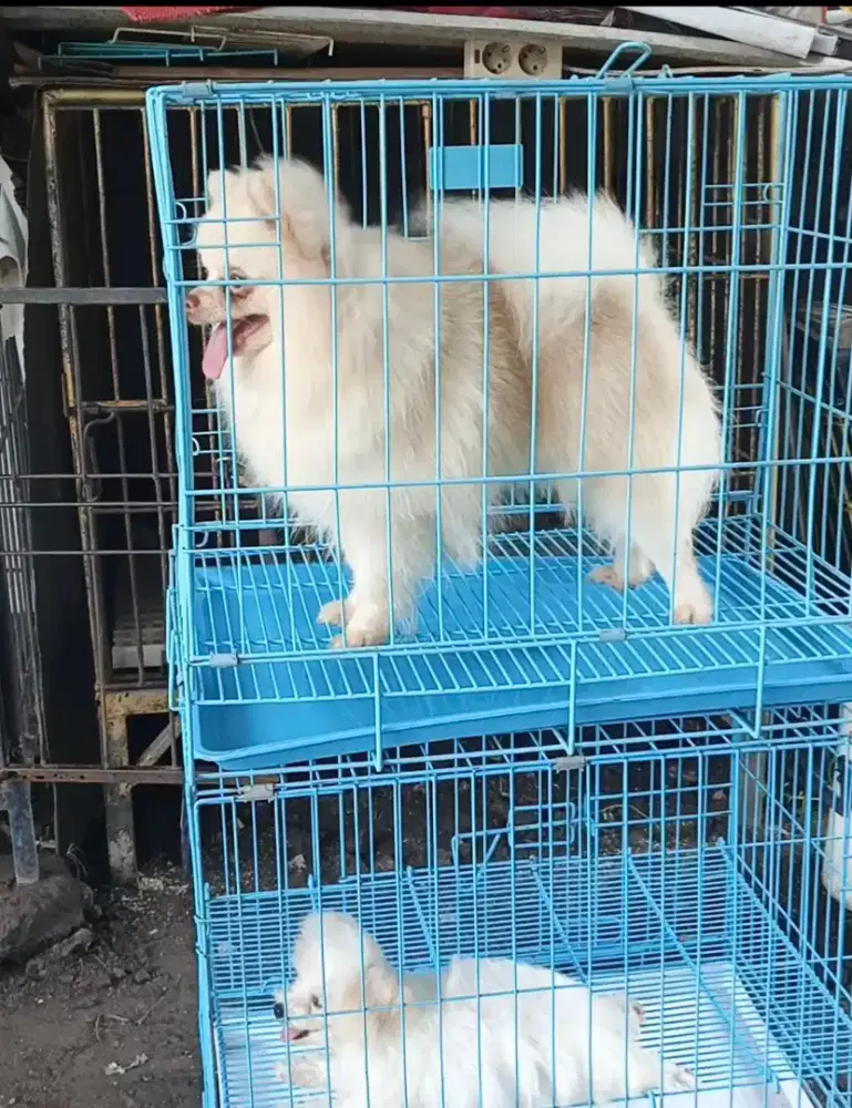 Pomeranian 10 bln jantan ,bulet dan bersih