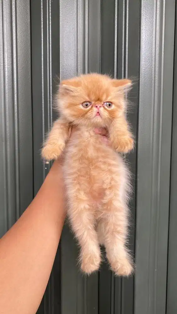 Peaknose Kitten/indukan borongan