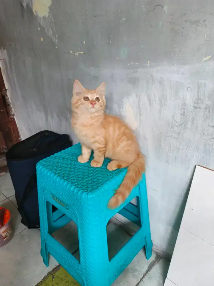 Persia jantan 3 bulan