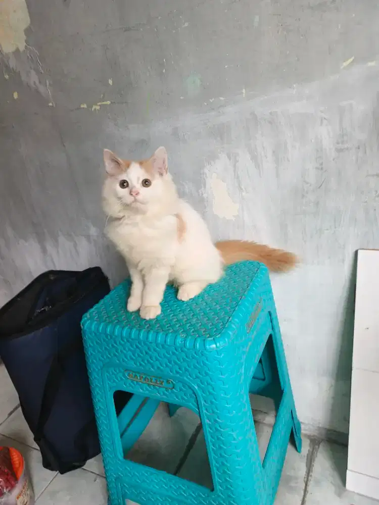 Persia jantan 3,5 bulan