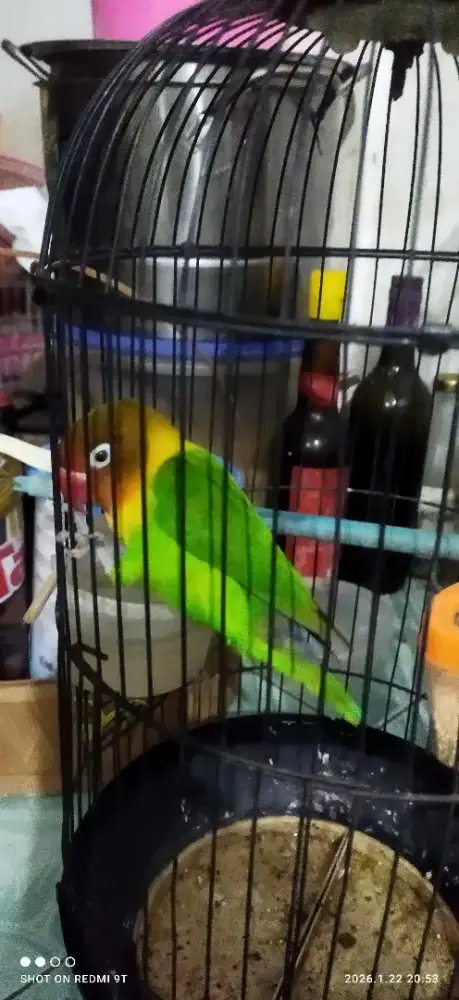 Saya mau jual burung lovebird harga 300 ribu bisa nego harga