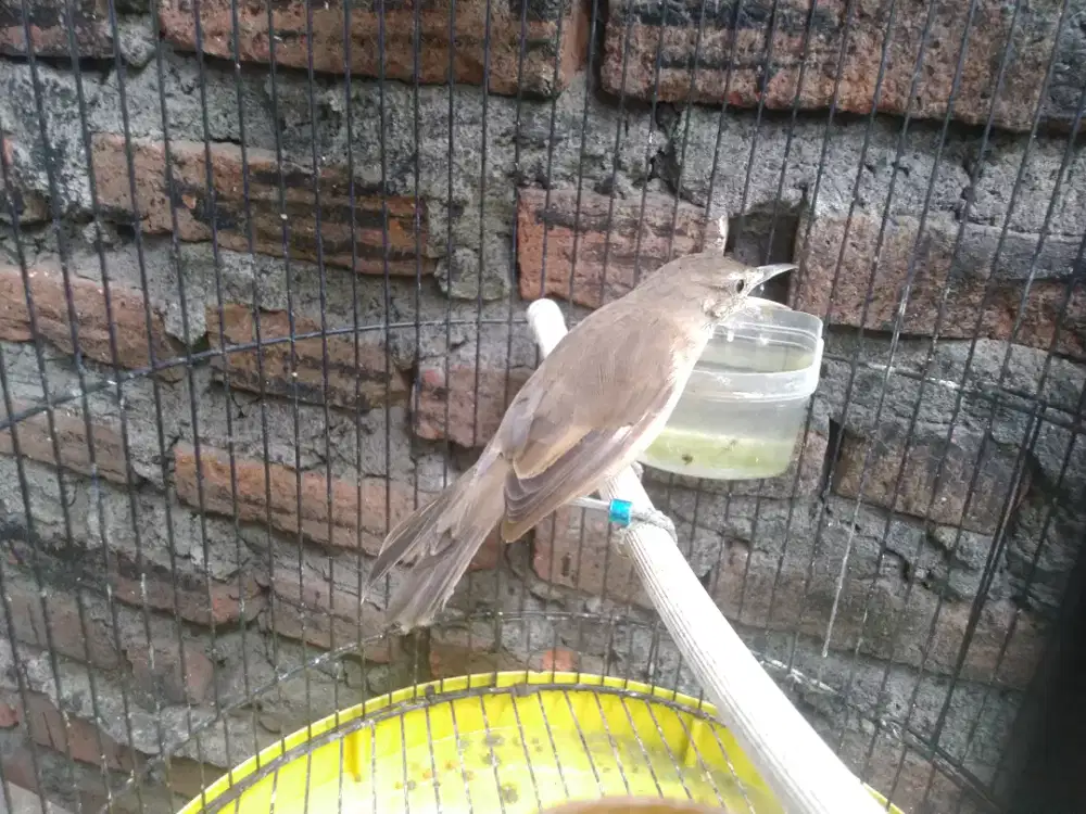 Kerak basi alis putih