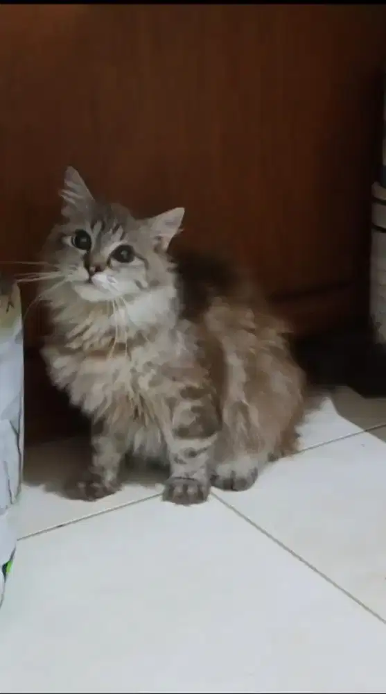 Kucing mainecoon mix himalaya brown marble betina dewasa calon indukan