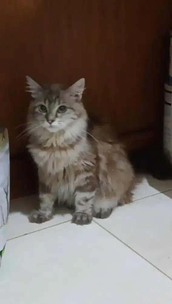 Kucing himalaya mix mainecoon betina dewasa calon indukan brown marble