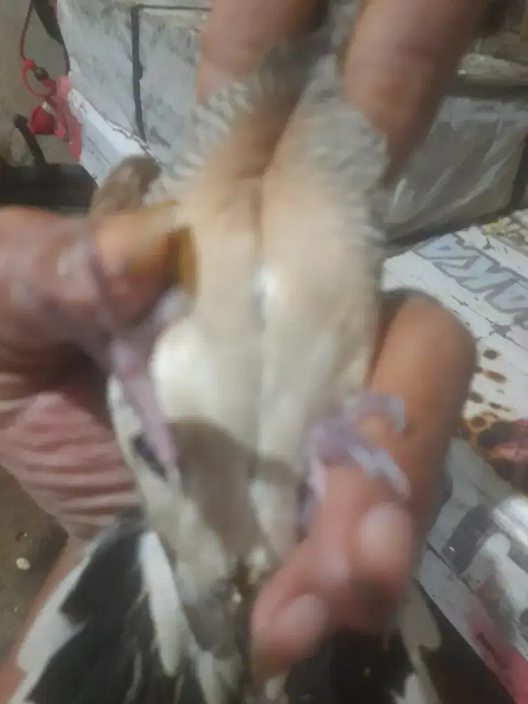 Perkutut loksl sksm bsnyu mili dudsh bunyi