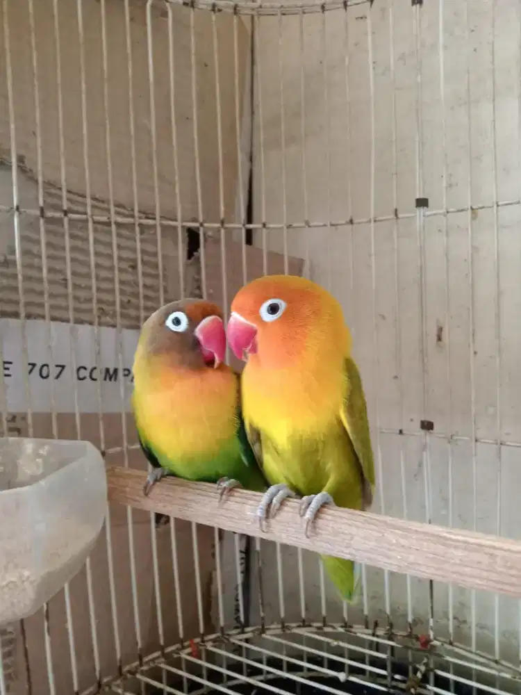 Lovebird Pasangan Rawatan