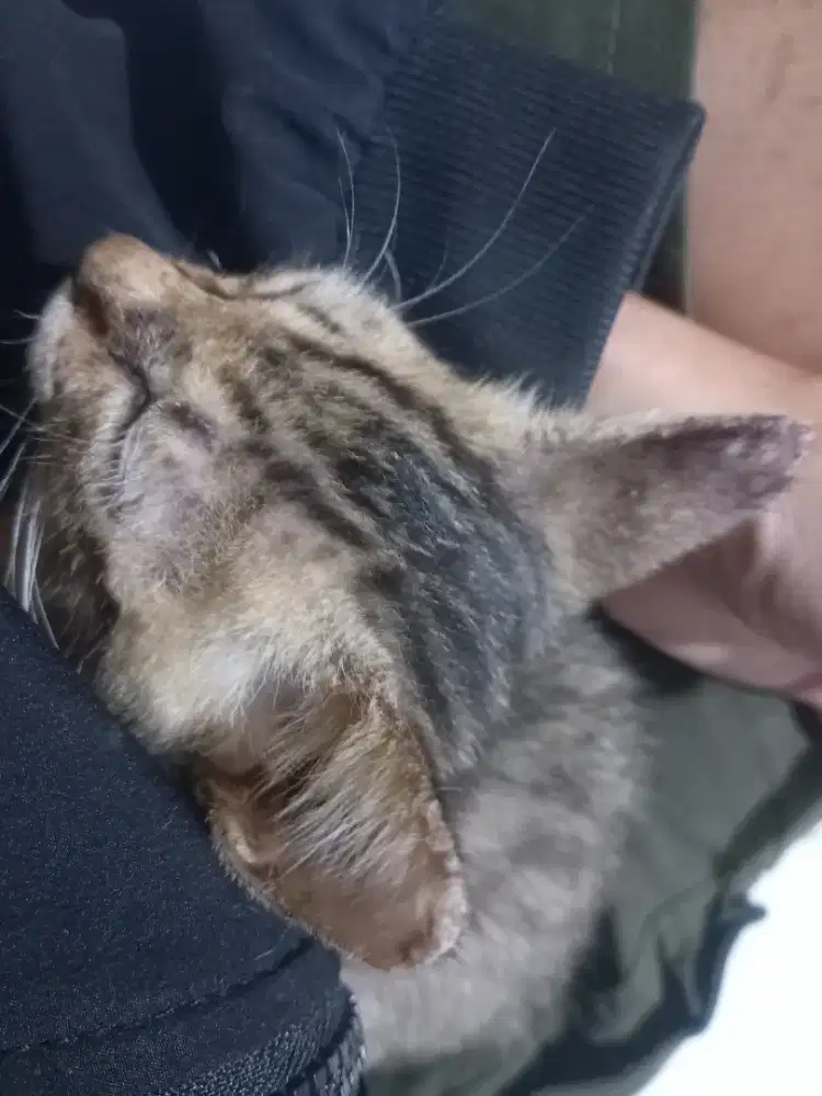 Adopsi Gratis Cari BABU Baru