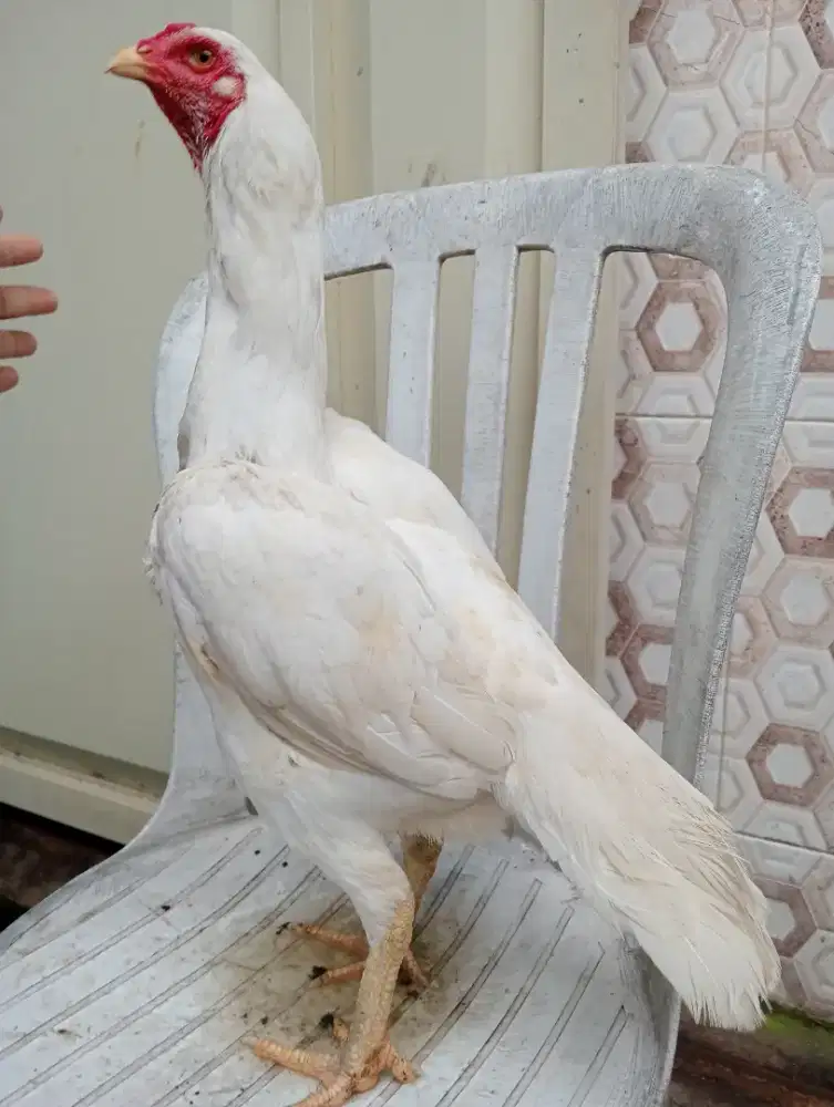Ayam betina Bangkok putih