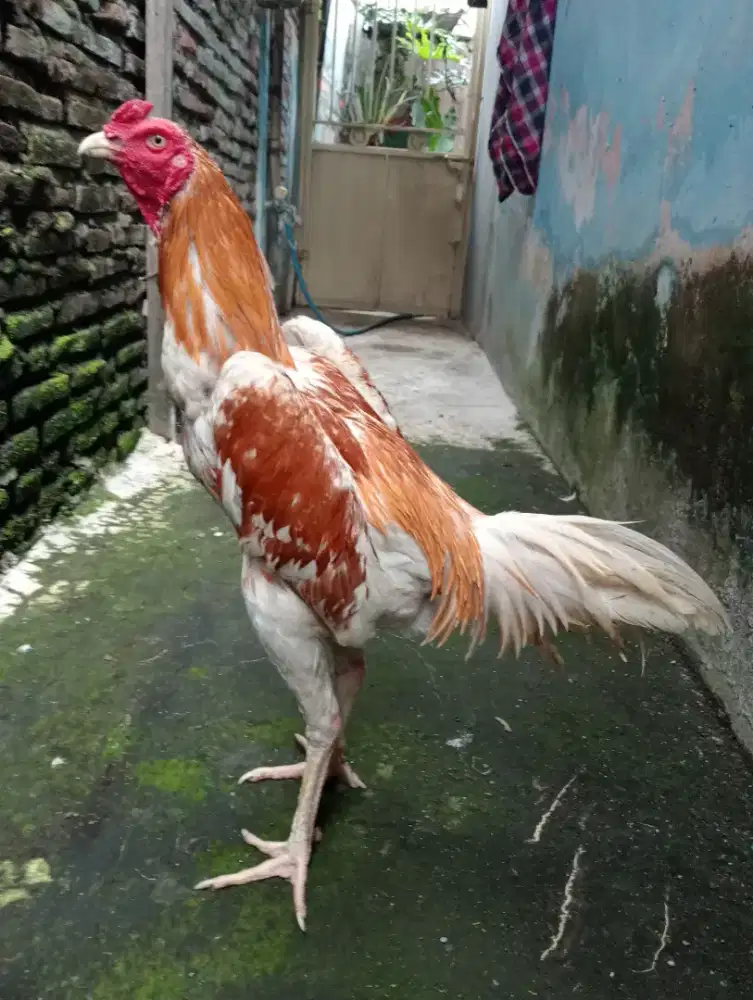 Ayam pejantan postur tinggi badan mbotol