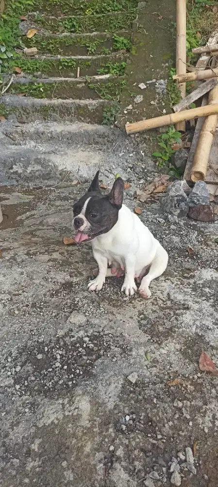 French Buldog Indukan