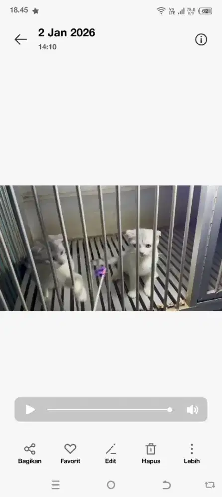 kucing scottish fold betina 4 bulan