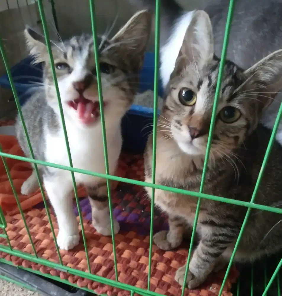 Mencari pekerjaan Aspri,Art, driver pribadi wanita