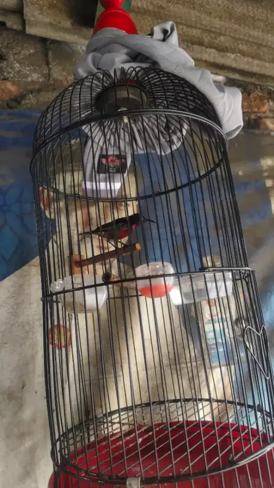 Konon jamin ori natuna