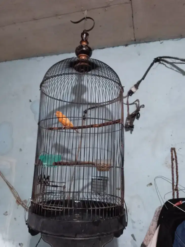 Dijual kenari fullset gacor bisa tukar burung lain