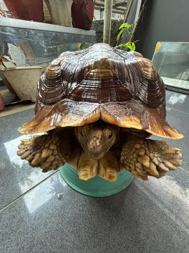 sulcata 26-27cm