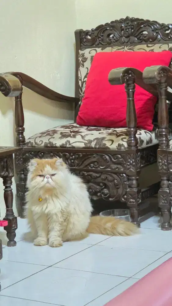 Lepas adop kucing persia peaknose jantan