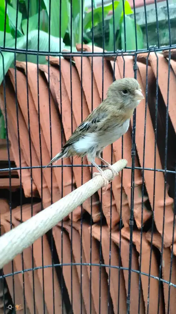 Kenari betina tembean