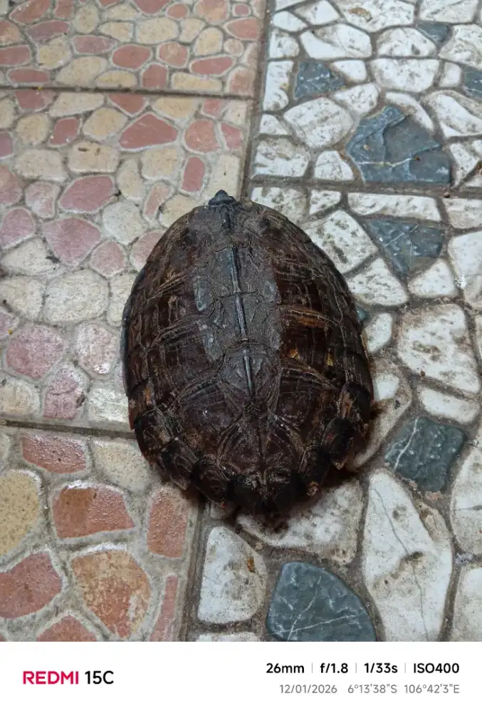 Dijual kura_kura daun