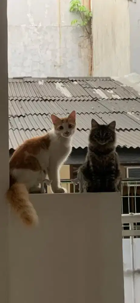 Kucing persia siap adop