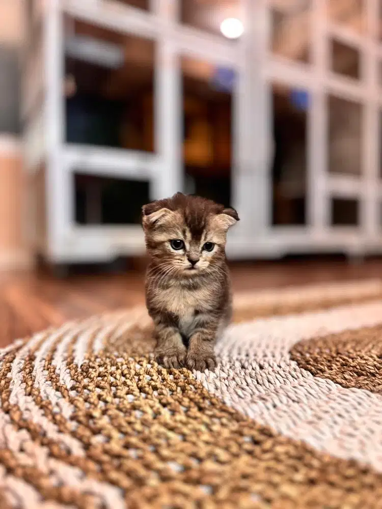 Anak kucing scotish mix