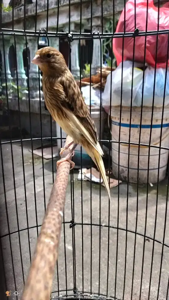 Burung kenari riwik an