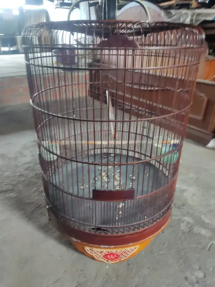 Kandang murai no 2 solo