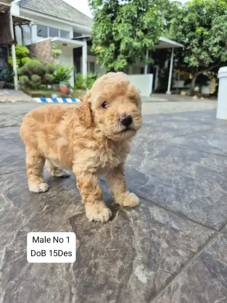 PURE POODLE ,2 JANTAN KAKI BERKAOS KAKI
