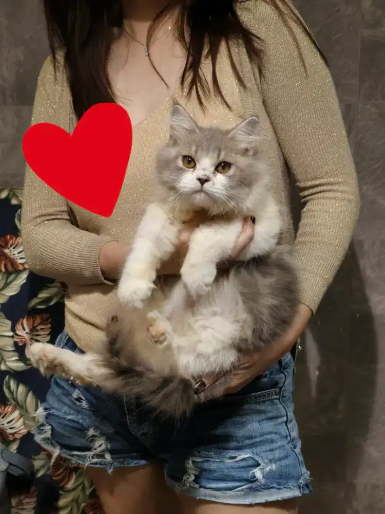 Kitten Persian jantan 5bln