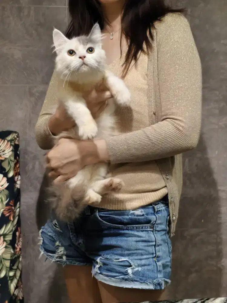 Kitten Persian 5 bulan