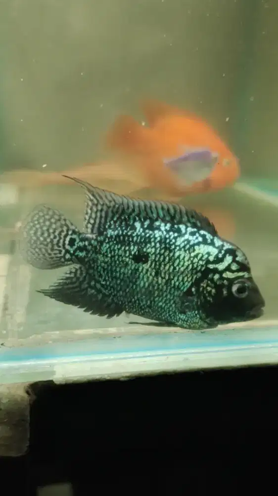 Louhan Female Kamfa Ori Thailand