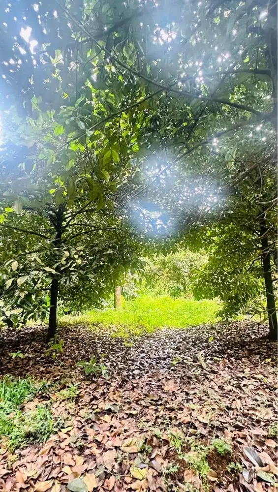 Tanah, Kebun Manggis Cocok Buat Inves Murah