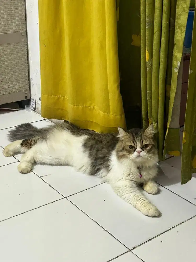 Kucing Persia Big Bone