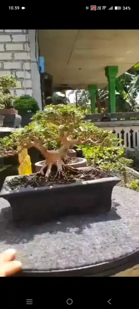 bonsai sancang small