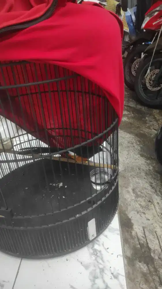 Prestasi murai batu gacor full set