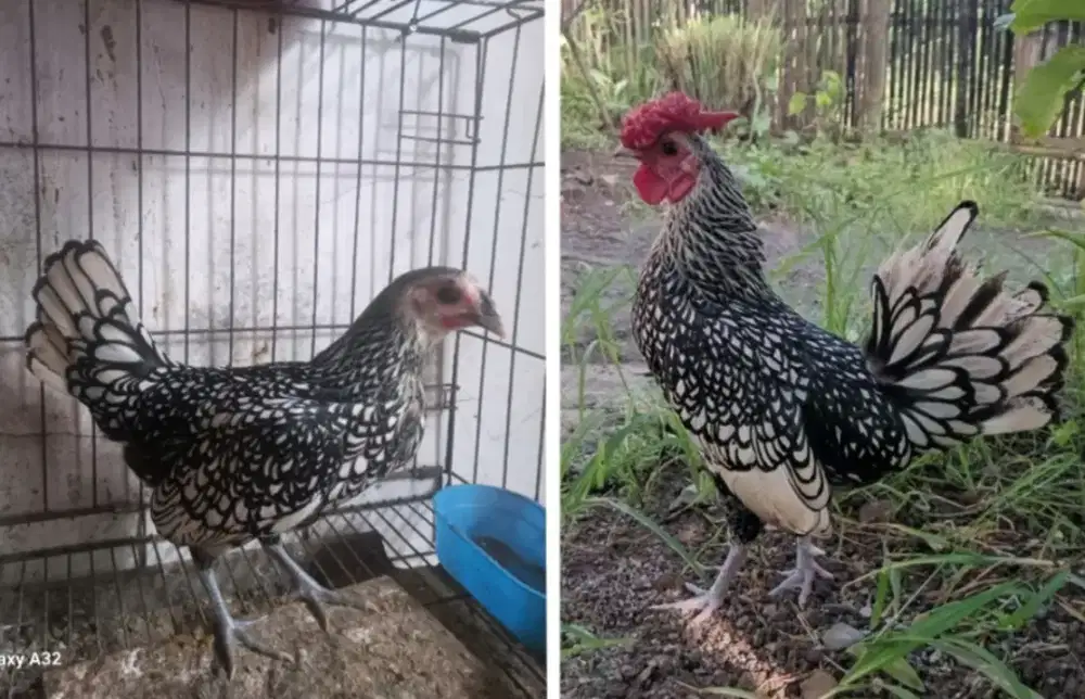 Sepasang ayam batik italy