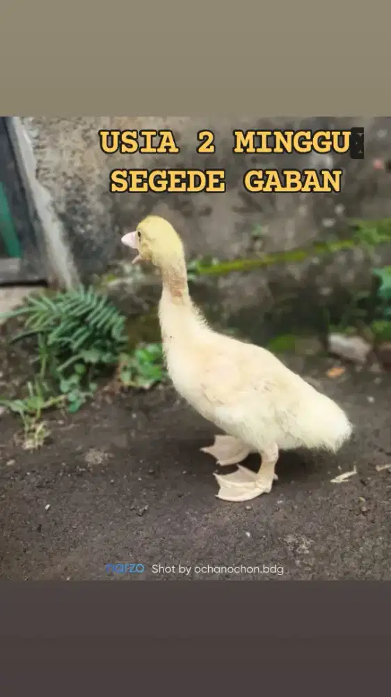 Entog jumbo trah tronton