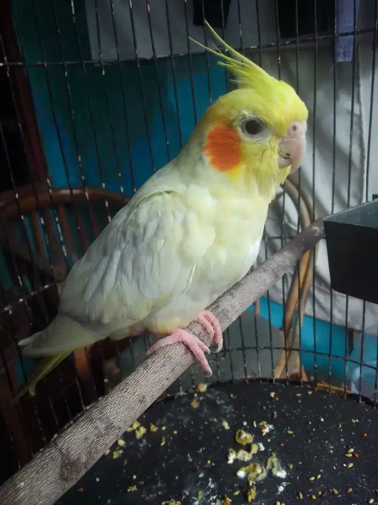 FALAK AUSTRALIA LUTINO MATA MERAH JINAK TOTAL 1 JUTA FULSET