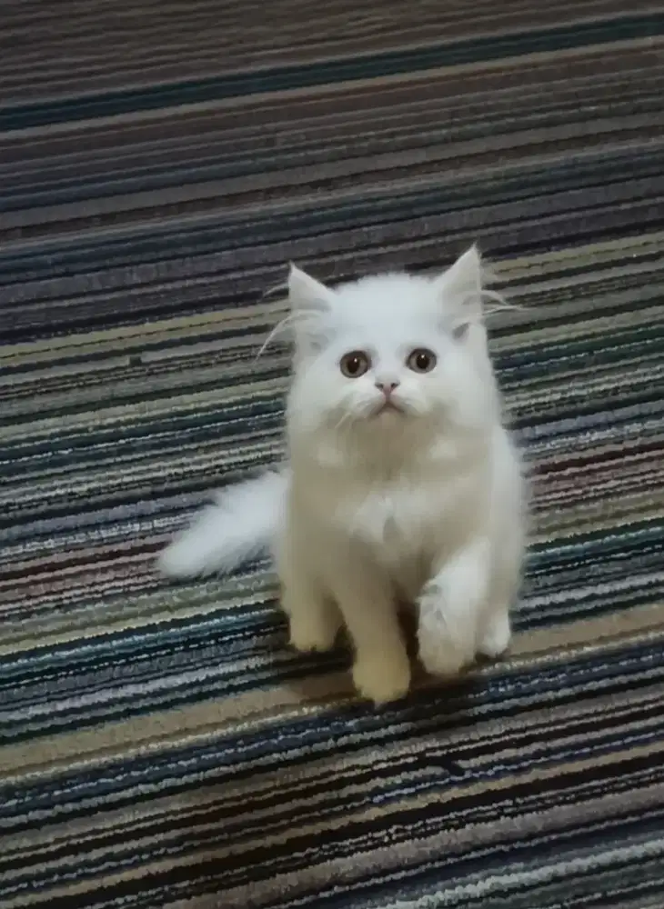 Kucing Persia white Solid Jantan
