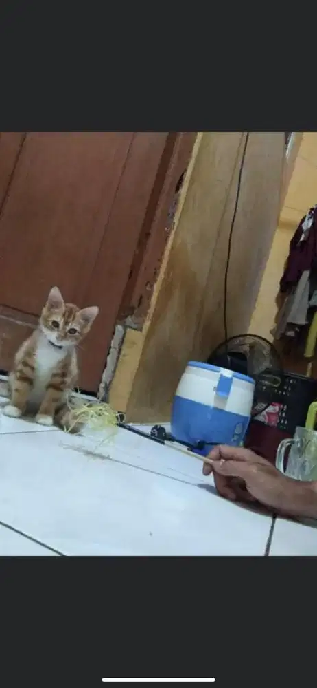 Kitten mixdome betina