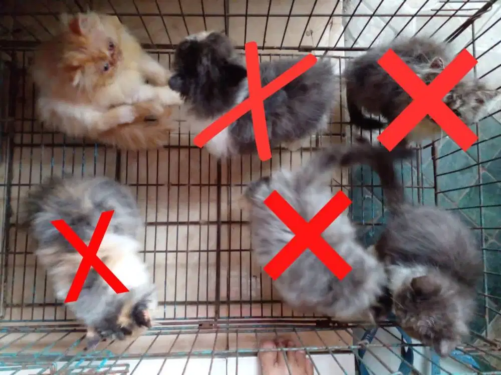 KITTEN PERSIA PEAKNOSE